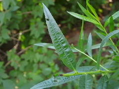 Salix interior