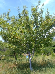 Bursera excelsa