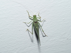 Microcentrum retinerve