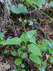 Campanula scouleri