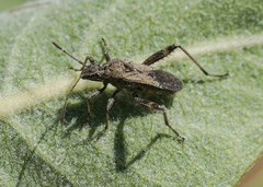 Alydidae