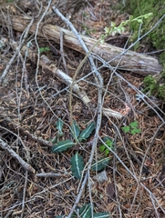 Goodyera oblongifolia