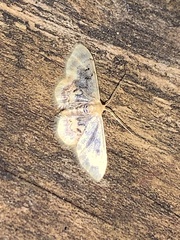Idaea scintillularia