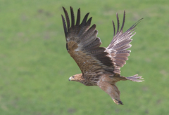 Aquila heliaca