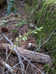 Goodyera oblongifolia