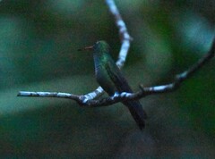 Amazilia tzacatl