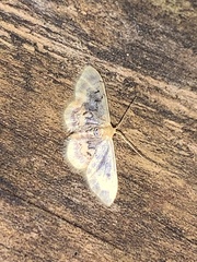 Idaea scintillularia