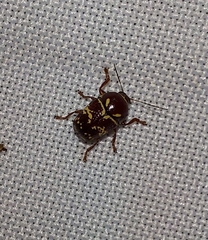 Cryptocephalus