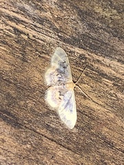 Idaea scintillularia