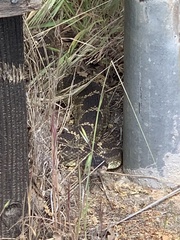 Crotalus oreganus oreganus