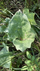 Petasites spurius