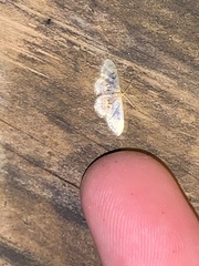 Idaea scintillularia