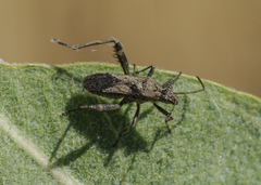 Alydidae