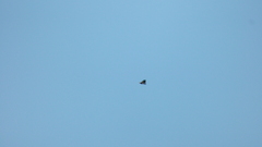 Geranoaetus melanoleucus