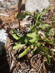 Solidago multiradiata