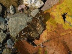 Caprona ransonnettii