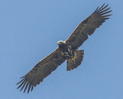 Aquila heliaca