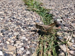 Melanoplus bivittatus