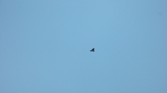 Geranoaetus melanoleucus