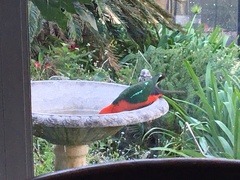 Alisterus scapularis