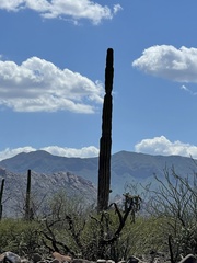 Pachycereus pringlei
