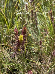 Castilleja flava