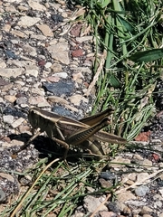 Melanoplus bivittatus