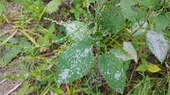 Golovinomyces verbenae