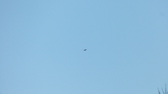 Geranoaetus melanoleucus