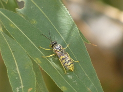 Steniolia scolopacea