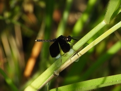 Neurothemis tullia