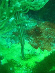 Aulostomus maculatus