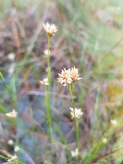 Rhynchospora alba