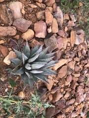 Agave shrevei