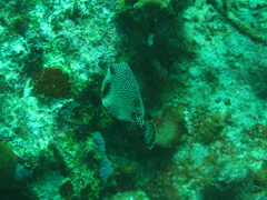 Lactophrys triqueter