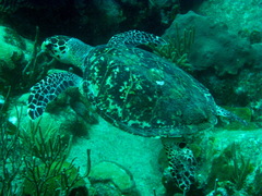 Eretmochelys imbricata