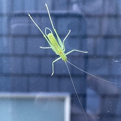 Meconema meridionale