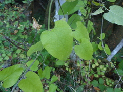 Aristolochia californica