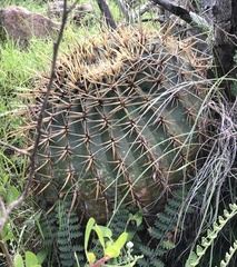 Ferocactus histrix