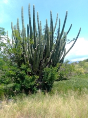 Stenocereus quevedonis