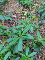 Chimaphila umbellata