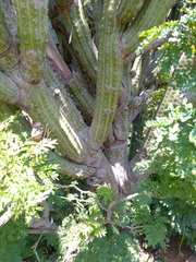 Stenocereus quevedonis