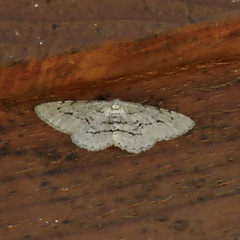 Stenoporpia pulmonaria
