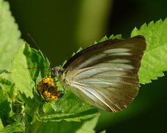 Appias lyncida