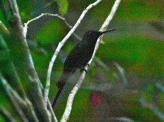 Heliodoxa imperatrix