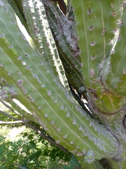 Stenocereus quevedonis