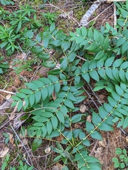 Berberis nervosa