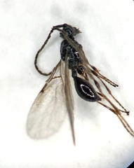 Belytinae