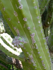 Stenocereus quevedonis