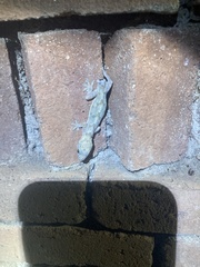 Hemidactylus mabouia